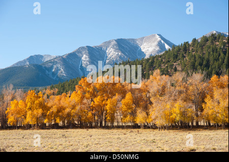 Une montagne pleine d'arbres avec une mince couche de neige sur le mont Princeton de l'arrière-plan l'image complète de cet automne. Banque D'Images