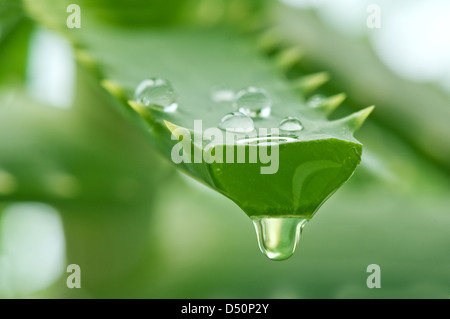 Jus d'aloès drop close up Banque D'Images