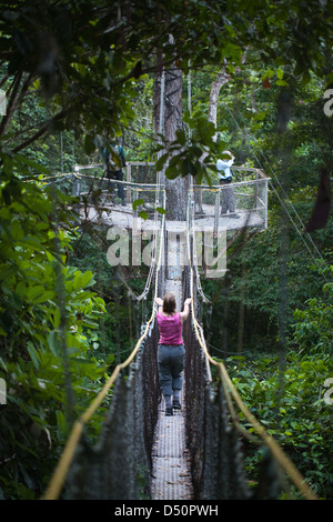 Canopy Walkway Iwokrama et les écotouristes l'observation des oiseaux avec un guide local. La plate-forme, et la connexion de pont suspendu. La Guyana. Banque D'Images