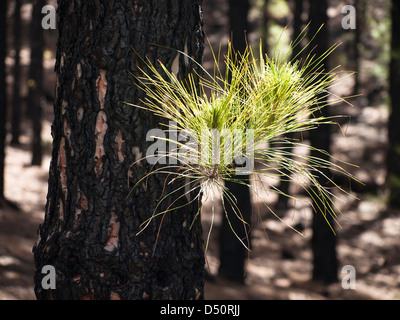 Achat pin, Pinus canariensis, Close up d'aiguilles faire revenir à la vie un tronc brûlés par un feu de forêt en Tenerife Espagne Banque D'Images