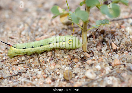 À rayures argent hawk moth caterpillar (Hippotion celerio : Sphingidae) ressemblant à un petit serpent, Namibie Banque D'Images