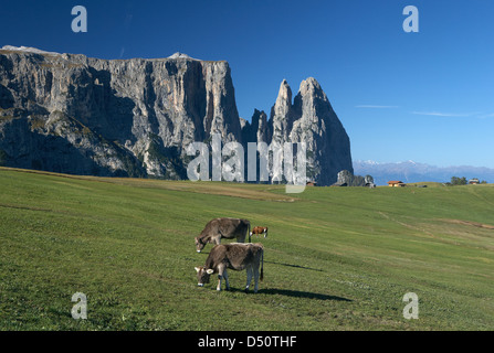 Compatsch, Italie, donnant sur la Schlernmassiv Banque D'Images