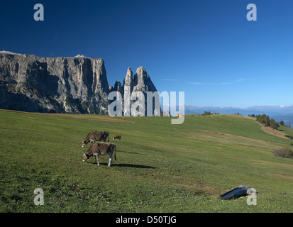 Compatsch, Italie, donnant sur la Schlernmassiv Banque D'Images