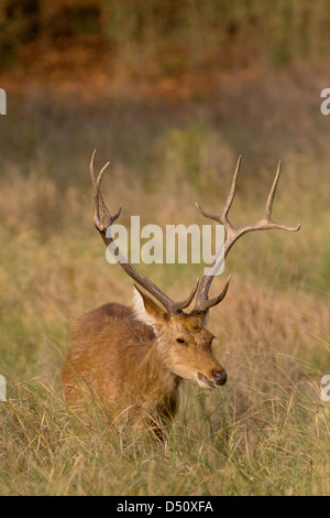 Terrain dur Barasingha ( cerf des marais), parc national de Kanha dans le Madhya Pradesh, en Inde. Banque D'Images