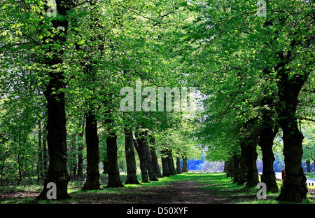 Vert printemps, Tilleul commun Avenue (Tilia x vulgaris), Clumber Park, Nottinghamshire, Angleterre, Grande-Bretagne, Royaume-Uni, Banque D'Images