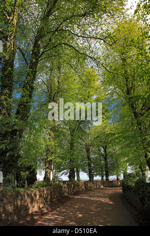 Vert printemps, Tilleul commun Avenue (Tilia x vulgaris), Clumber Park, Nottinghamshire, Angleterre, Grande-Bretagne, Royaume-Uni, Banque D'Images