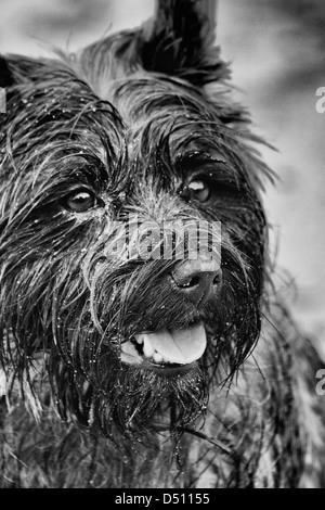 Cairn Terrier dog Banque D'Images