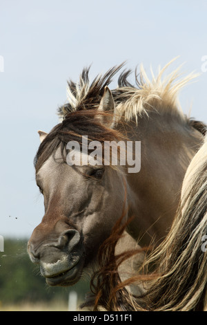 Nouveau Kätwin, Allemagne, Fjord Horse s'ébroue Banque D'Images