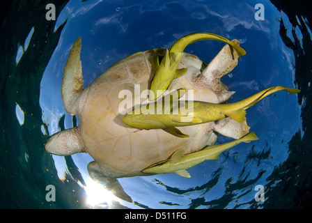 Tortue verte, Chelonia mydas, whit remoras jaune à la surface pour prendre un souffle dans la baie d'Akumal, Mexique Banque D'Images