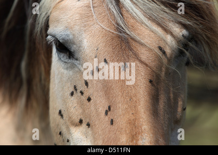 Nouveau Kätwin, Allemagne, voler la tête d'un fjord horse Banque D'Images