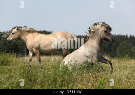 Nouveau Kätwin, Allemagne, Fjord chevaux sur un pâturage Banque D'Images