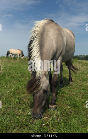 Nouveau Kätwin, Allemagne, Fjord chevaux paissant dans un pâturage Banque D'Images