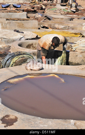 Homme qui tend à la vache se cache tremper dans l'eau dans les cuves des tanneries de Marrakech, Maroc, Afrique du Nord Banque D'Images