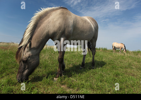 Nouveau Kätwin, Allemagne, Fjord chevaux paissant dans un pâturage Banque D'Images