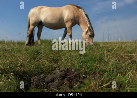 Nouveau Kätwin, Allemagne, Pferdeaepfel sur un pâturage derrière un fjord horse grazing Banque D'Images