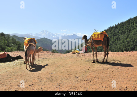 Les chameaux avec gardien attendent les touristes sur la route de Setti Fatma Ourika Valley Maroc avec les montagnes du Haut Atlas derrière Banque D'Images