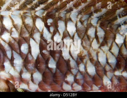 Redtail poissons perroquets, Sparisoma dettail, mer des Caraïbes Mexique Puerto Morelos Banque D'Images