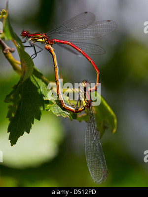 Pyrrhosoma nymphula, Grande Libellule rouge formant un cœur d'accouplement se reposant sur une feuille Banque D'Images