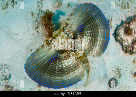 Le grondin volant Dactylopterus volitans natation, le long du fond sablonneux à Isla Mujeres mer des Caraïbes Mexique Banque D'Images