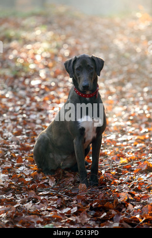 Nouveau Kätwin, Allemagne, chien assis sur des feuilles de couleur d'automne Banque D'Images