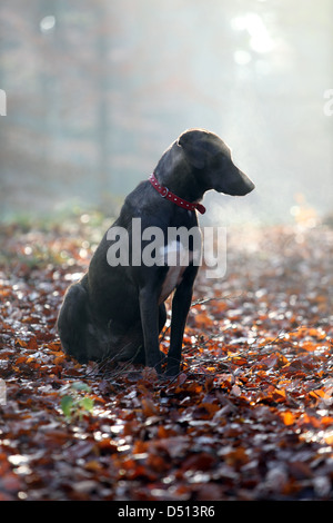 Nouveau Kätwin, Allemagne, chien assis sur des feuilles de couleur d'automne Banque D'Images