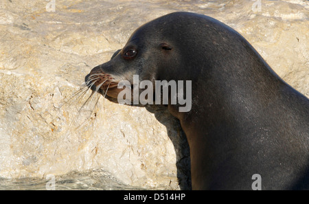 Un lion marin de soleil sur un rocher Banque D'Images