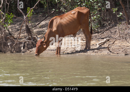 Les bovins domestiques (Bos taurus). Une allant zébu, vivant une existence depuis l'effondrement de l'élevage dans les prairies de savane, le Guyana. L'Amérique du Sud. Banque D'Images