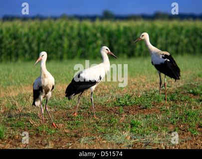 Trois Cigognes on meadow Banque D'Images