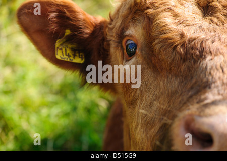 Close up of bulls head, du nez et des oreilles Banque D'Images