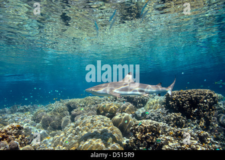 Requin Carcharhinus melanopterus requin, piscine, sur des récifs coralliens peu profonds. Banque D'Images