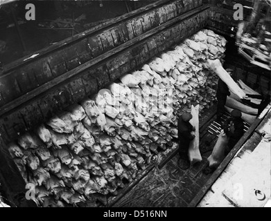Une photographie montrant des moutons et des agneaux congelés en train d'être déchargés du cargo du Clan MacDougall. L'image illustre le processus d'expédition des exportations australiennes, en particulier de viande congelée, au début du XXe siècle. Banque D'Images