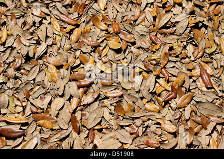 Un sol recouvert de feuilles mortes.en plein air Banque D'Images