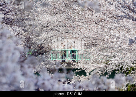 22 mars, 2013, Tokyo, Japon - les fleurs de cerisier sont presque en fleurs le long de la Kandagawa de revêtements , une rivière traverse la capitale du pays le vendredi 22 mars, 2013, plus de 10 jours plus tôt que d'habitude l'année. Le départ a été un peu plus tôt en raison des températures de Mars, avec quelques jours topping 20 degrés Celsius et à battre la norme pour cette période de l'année. (Photo de Natsuki Sakai/AFLO) Banque D'Images