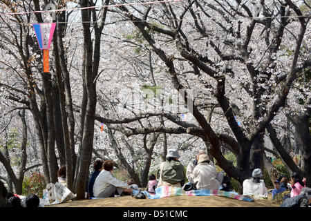 22 mars, 2013, Tokyo, Japon - les fleurs de cerisier sont presque en pleine floraison dans un parc dans la capitale du pays le vendredi 22 mars, 2013, plus de 10 jours plus tôt que d'habitude l'année. Le départ a été un peu plus tôt en raison des températures de Mars, avec quelques jours topping 20 degrés Celsius et à battre la norme pour cette période de l'année. (Photo de Natsuki Sakai/AFLO) Banque D'Images