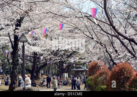 22 mars, 2013, Tokyo, Japon - les fleurs de cerisier sont presque en pleine floraison dans un parc dans la capitale du pays le vendredi 22 mars, 2013, plus de 10 jours plus tôt que d'habitude l'année. Le départ a été un peu plus tôt en raison des températures de Mars, avec quelques jours topping 20 degrés Celsius et à battre la norme pour cette période de l'année. (Photo de Natsuki Sakai/AFLO) Banque D'Images