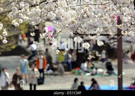 22 mars, 2013, Tokyo, Japon - les fleurs de cerisier sont presque en pleine floraison dans un parc dans la capitale du pays le vendredi 22 mars, 2013, plus de 10 jours plus tôt que d'habitude l'année. Le départ a été un peu plus tôt en raison des températures de Mars, avec quelques jours topping 20 degrés Celsius et à battre la norme pour cette période de l'année. (Photo de Natsuki Sakai/AFLO) Banque D'Images