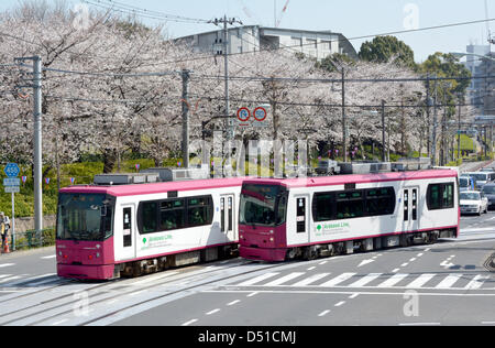 22 mars, 2013, Tokyo, Japon - les fleurs de cerisier sont presque en pleine floraison dans un parc dans la capitale du pays le vendredi 22 mars, 2013, plus de 10 jours plus tôt que d'habitude l'année. Le départ a été un peu plus tôt en raison des températures de Mars, avec quelques jours topping 20 degrés Celsius et à battre la norme pour cette période de l'année. (Photo de Natsuki Sakai/AFLO) Banque D'Images