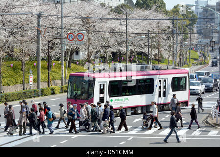 22 mars, 2013, Tokyo, Japon - les fleurs de cerisier sont presque en pleine floraison dans un parc dans la capitale du pays le vendredi 22 mars, 2013, plus de 10 jours plus tôt que d'habitude l'année. Le départ a été un peu plus tôt en raison des températures de Mars, avec quelques jours topping 20 degrés Celsius et à battre la norme pour cette période de l'année. (Photo de Natsuki Sakai/AFLO) Banque D'Images