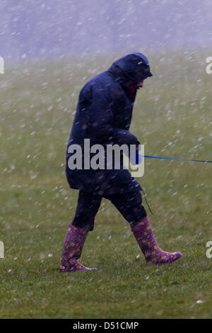 Abington Park Northampton UK. 22 mars 2013. Tôt le matin, la pluie, le grésil et la neige dans la région de Abington Park Northampton UK en tant que propriétaires à pied leurs chiens. Credit : Keith J Smith/Alamy Live News Banque D'Images