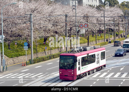 22 mars, 2013, Tokyo, Japon - les fleurs de cerisier sont presque en pleine floraison dans un parc dans la capitale du pays le vendredi 22 mars, 2013, plus de 10 jours plus tôt que d'habitude l'année. Le départ a été un peu plus tôt en raison des températures de Mars, avec quelques jours topping 20 degrés Celsius et à battre la norme pour cette période de l'année. (Photo de Natsuki Sakai/AFLO) Banque D'Images