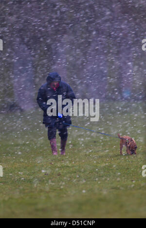 Abington Park Northampton UK. 22 mars 2013. Tôt le matin, la pluie, le grésil et la neige dans la région de Abington Park Northampton UK en tant que propriétaires à pied leurs chiens. Credit : Keith J Smith/Alamy Live News Banque D'Images