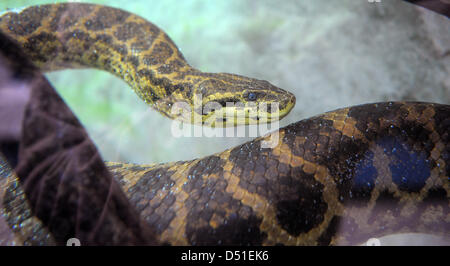 Un Anaconda jaune (Eunectes notaeus) plongées dans le bassin d'eau de son terrarium au Luisenpark à Mannheim, Allemagne, 16 novembre 2010. Ce type de constrictor peut atteindre 4 m de longueur et sont d'excellents nageurs et plongeurs. Anacondas jaune proviennent d'Amérique du Sud. Foto : Ronald Wittek Banque D'Images