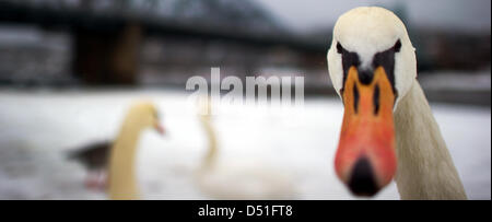 Les cygnes sont au 'Blue Wonder' bridge à Dresde, Allemagne, 11 décembre 2010. Après des jours de froid et la neige, la pluie a mis en en Allemagne. Photo : Arno Burgi Banque D'Images