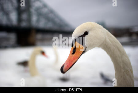 Les cygnes sont au 'Blue Wonder' bridge à Dresde, Allemagne, 11 décembre 2010. Après des jours de froid et la neige, la pluie a mis en en Allemagne. Photo : Arno Burgi Banque D'Images