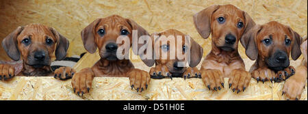 Le 17 chiots Rhodesian Ridgeback de propriétaire de chien et animaux Ramona Wegemann psychologue posent à son salon à Ebereschenhof, Allemagne, 14 décembre 2010. Photo : Patrick Pleul Banque D'Images