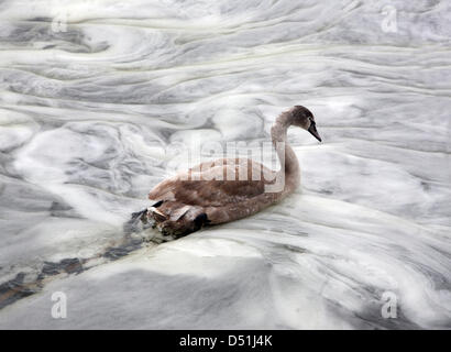 Un jeune cygne nage sur la rivière Spree à Berlin, Allemagne, 17 décembre 2010. Photo : Stephanie Pilick Banque D'Images