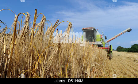 Un fichier photo datée du 26 juillet 2010 montre la récolte à un champ cultivé dans la région de Kembs, Allemagne. Après une année de crise, la reprise économique a désormais atteint le secteur agricole. "2010 a été une année avec des hauts et des bas pour l'agriculture qui se termine avec pronostic positif pour 2010" a été une déclaration officielle de l'Union des agriculteurs allemands. "Les prix sont montés sur presque tous les marchés agricoles Banque D'Images