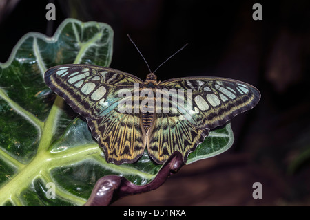 Le Clipper (Parthenos sylvia) est une espèce de papillon nymphalid trouvés en Asie du Sud et du Sud-Est, principalement dans les zones forestières Banque D'Images