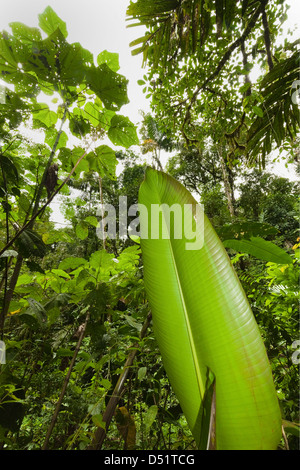 Jungle à ponts suspendus d'Arenal où de forêt vierge est accessible par des passerelles ; La Fortuna, Province d'Alajuela, Costa Rica Banque D'Images