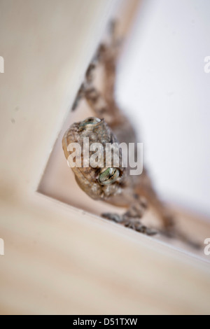 Close-up of a baby gecko (Tarentola mauritanica) grimpant sur un morceau de bois. Banque D'Images